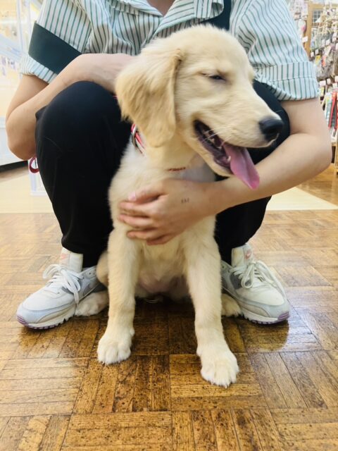 最新画像💟みんなみんな大~好き❢❢おもちゃを咥えてこんにちは♩🐶❤︎ゴールデンレトリバーちゃん女のコ💫💫 ゴールデンレトリバー