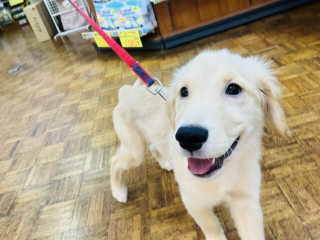 最新画像💟みんなみんな大~好き❢❢おもちゃを咥えてこんにちは♩🐶❤︎ゴールデンレトリバーちゃん女のコ💫💫 ゴールデンレトリバー