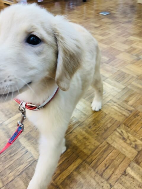 最新画像💟みんなみんな大~好き❢❢おもちゃを咥えてこんにちは♩🐶❤︎ゴールデンレトリバーちゃん女のコ💫💫 ゴールデンレトリバー