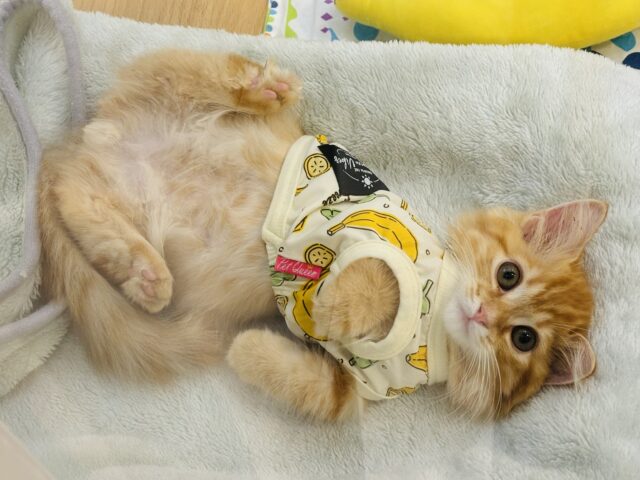 ミヌエット