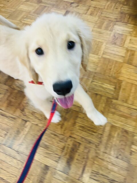 最新画像💟みんなみんな大~好き❢❢おもちゃを咥えてこんにちは♩🐶❤︎ゴールデンレトリバーちゃん女のコ💫💫 ゴールデンレトリバー