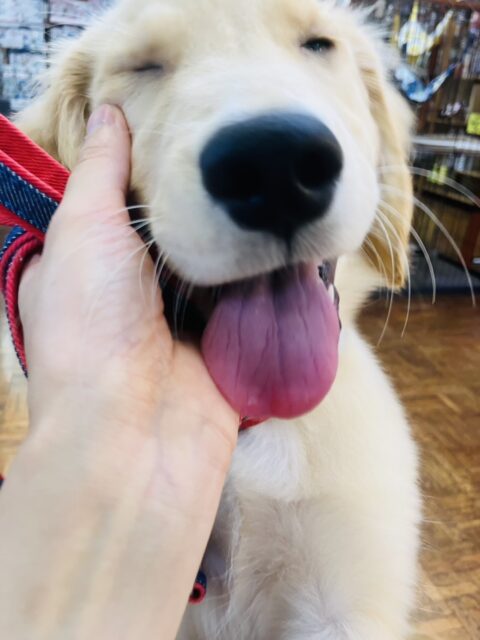 最新画像💟みんなみんな大~好き❢❢おもちゃを咥えてこんにちは♩🐶❤︎ゴールデンレトリバーちゃん女のコ💫💫 ゴールデンレトリバー