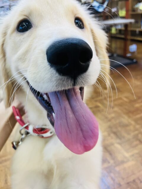 最新画像💟みんなみんな大~好き❢❢おもちゃを咥えてこんにちは♩🐶❤︎ゴールデンレトリバーちゃん女のコ💫💫 ゴールデンレトリバー