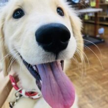 最新画像💟みんなみんな大~好き❢❢おもちゃを咥えてこんにちは♩🐶❤︎ゴールデンレトリバーちゃん女のコ💫💫