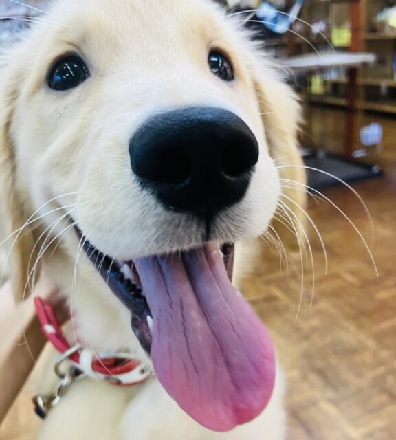 最新画像💟みんなみんな大~好き❢❢おもちゃを咥えてこんにちは♩🐶❤︎ゴールデンレトリバーちゃん女のコ💫💫