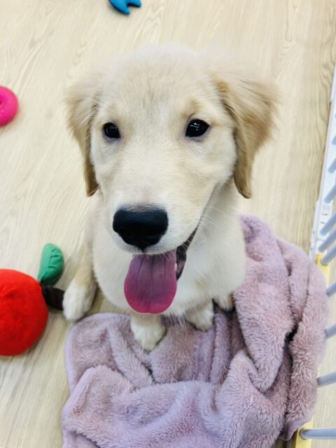 最新画像💟みんなみんな大~好き❢❢おもちゃを咥えてこんにちは♩🐶❤︎ゴールデンレトリバーちゃん女のコ💫💫 ゴールデンレトリバー