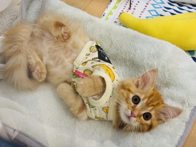 ミヌエット