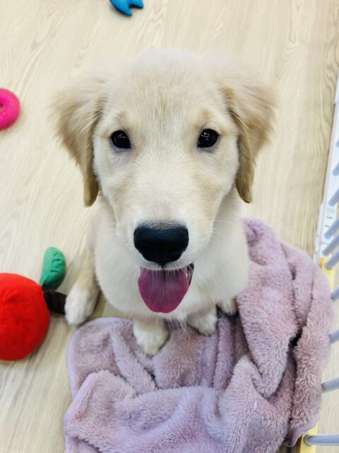 最新画像💟みんなみんな大~好き❢❢おもちゃを咥えてこんにちは♩🐶❤︎ゴールデンレトリバーちゃん女のコ💫💫 ゴールデンレトリバー