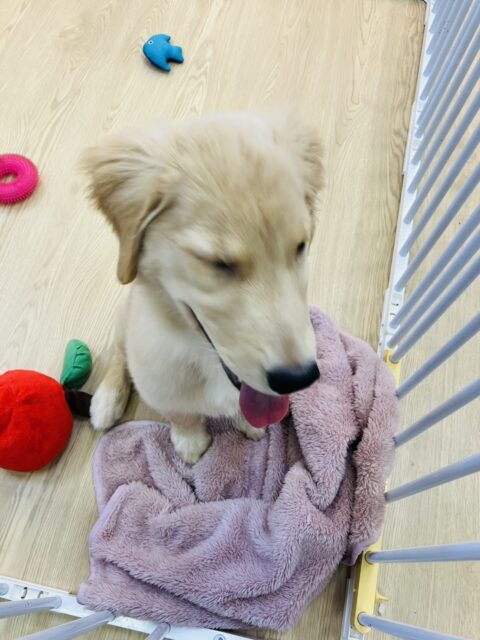 最新画像💟みんなみんな大~好き❢❢おもちゃを咥えてこんにちは♩🐶❤︎ゴールデンレトリバーちゃん女のコ💫💫 ゴールデンレトリバー