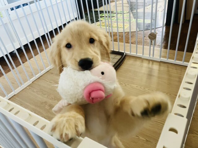 最新画像💟みんなみんな大~好き❢❢おもちゃを咥えてこんにちは♩🐶❤︎ゴールデンレトリバーちゃん女のコ💫💫 ゴールデンレトリバー