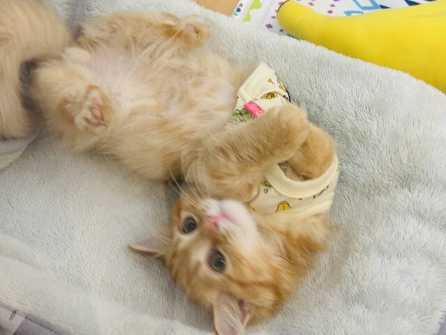 ミヌエット