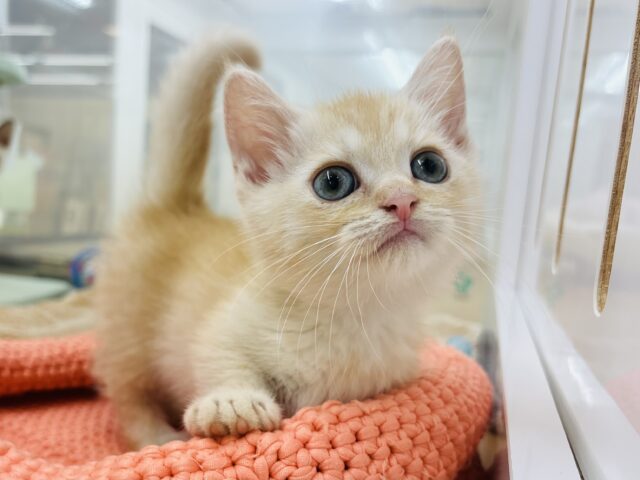 マンチカン