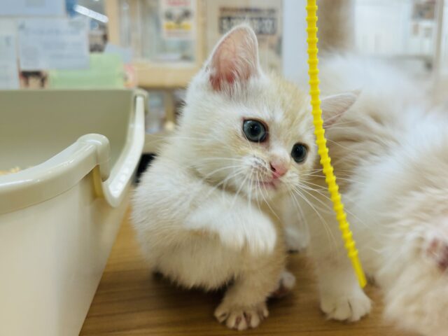 マンチカン
