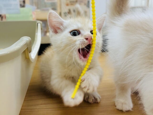 マンチカン