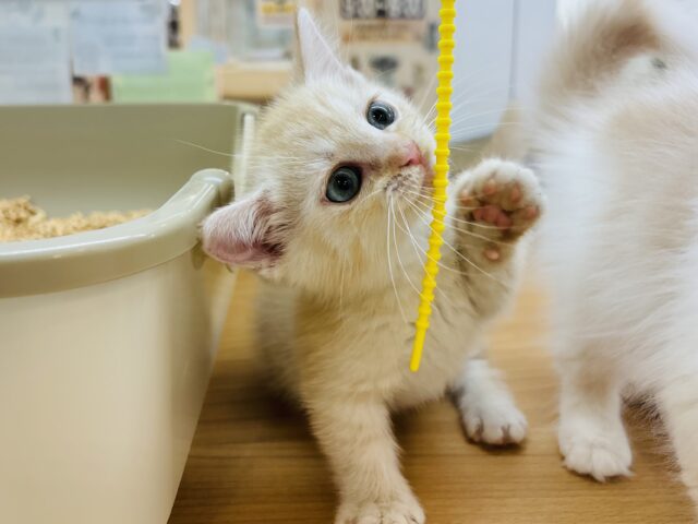マンチカン