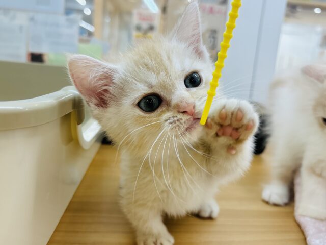 マンチカン