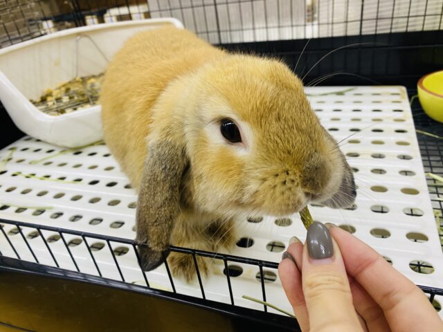 最新画像🌟まん丸お顔の3頭身!ホーランドロップイヤーラビットさん来ました〜 ホーランドロップ