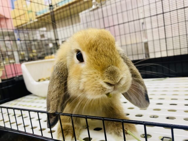 最新画像🌟まん丸お顔の3頭身!ホーランドロップイヤーラビットさん来ました〜 ホーランドロップ