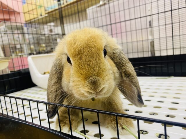 最新画像🌟まん丸お顔の3頭身!ホーランドロップイヤーラビットさん来ました〜 ホーランドロップ