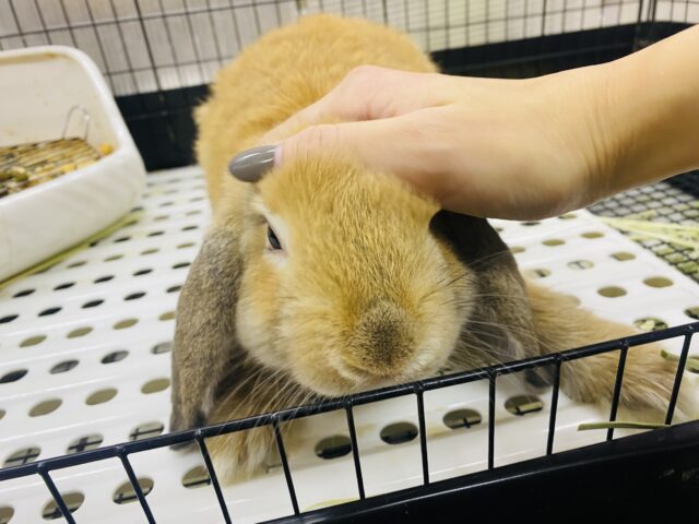 最新画像🌟まん丸お顔の3頭身!ホーランドロップイヤーラビットさん来ました〜 ホーランドロップ