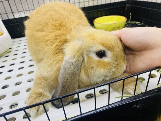 最新画像🌟まん丸お顔の3頭身!ホーランドロップイヤーラビットさん来ました〜 ホーランドロップ