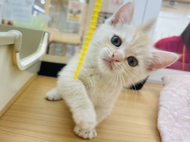 マンチカン
