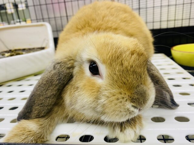 最新画像🌟まん丸お顔の3頭身!ホーランドロップイヤーラビットさん来ました〜 最新画像🌟まん丸お顔の3頭身!ホーランドロップイヤーラビットさん来ました〜
