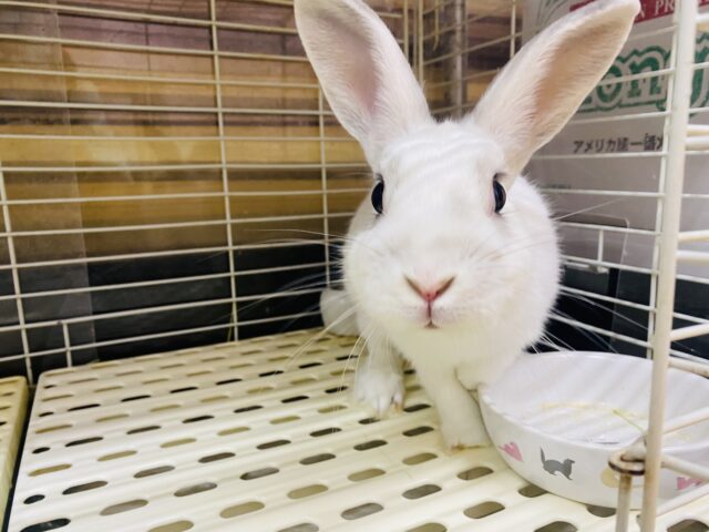 ミニウサギ