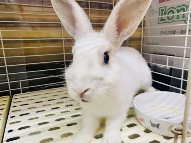 ミニウサギ