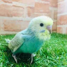 レインボーセキセイちゃん🌈🌈　セキセイインコ