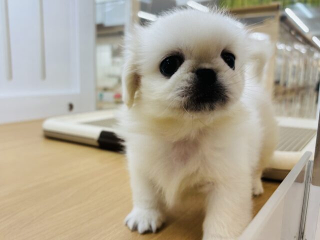 ペキニーズ