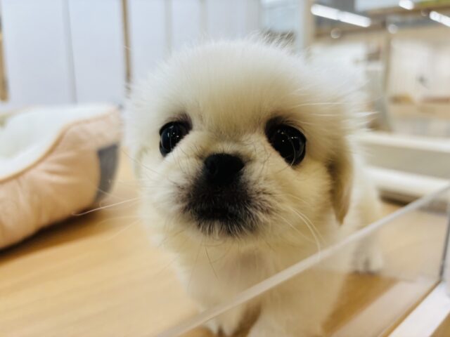 ペキニーズ