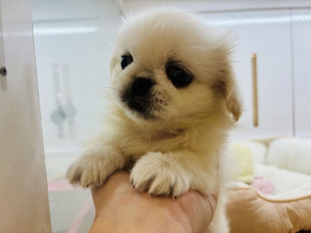 ペキニーズ