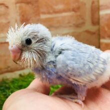 澄み渡る青空カラー💙💙💙　セキセイインコ（スパングル）