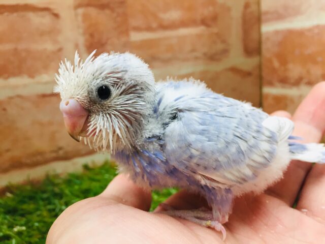 澄み渡る青空カラー💙💙💙　セキセイインコ（スパングル）