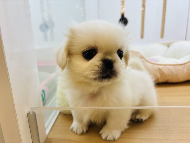 ペキニーズ