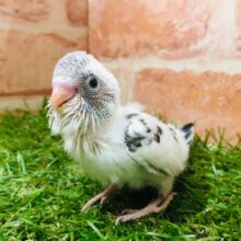 ごましおちゃん⭐️⭐️ セキセイインコ (白ハルクイン)