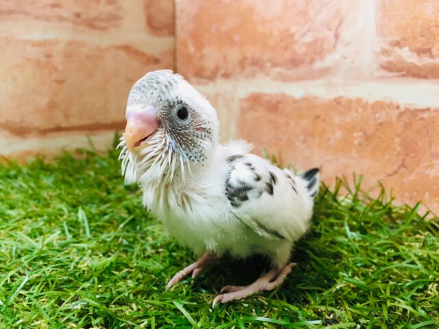 ごましおちゃん⭐️⭐️ セキセイインコ (白ハルクイン)