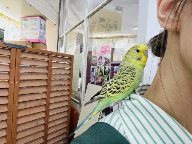 ジャンボセキセイインコ