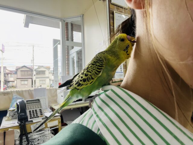 ジャンボセキセイインコ