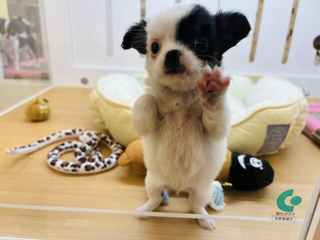 チワマル（マルチワ）