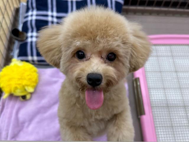 メロメロ注意❣️人が大好きなんだぞぉ💗ハーフ犬(トイプー✖️マルチーズ)の女のコです🌟