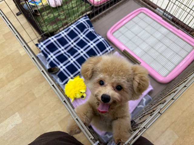 マルプー