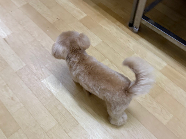 マルプー
