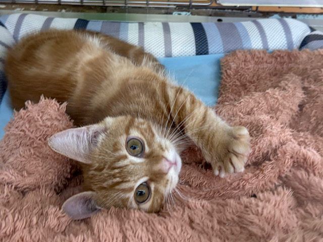 短いあんよ🐾お返事するよ〜💛たくさんスリスリ〜💗マンチカンの男のコきました✨