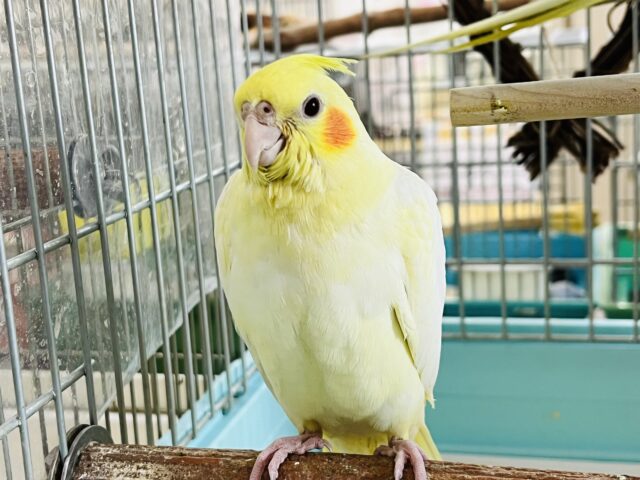 オカメインコ