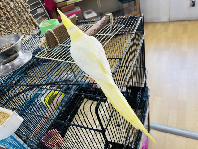 オカメインコ