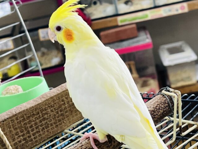 オカメインコ