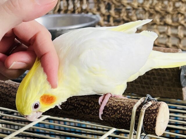 オカメインコ