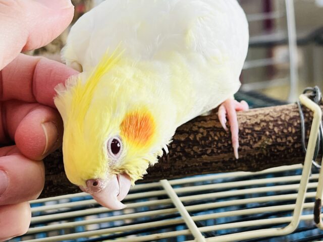 オカメインコ